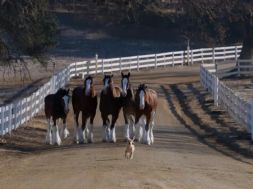 Το άλογο και το κουτάβι